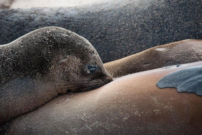 6-days-galapagos-land-tour-starting-in-san-cristobal-island-including-santa-cruz