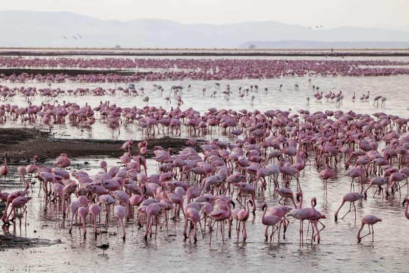 6 Days Great Lakes of Kenya and Masai Mara Safari - Key Points