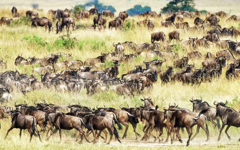 6 Days Great Lakes of Kenya and Masai Mara Safari - A Detailed Look at the 6-Day Kenya Safari
