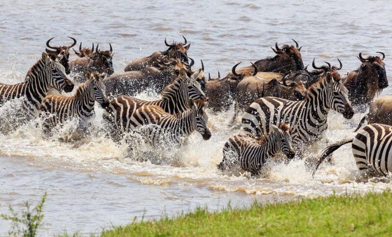 6 Days Great Lakes of Kenya and Masai Mara Safari - What Could Be Better?