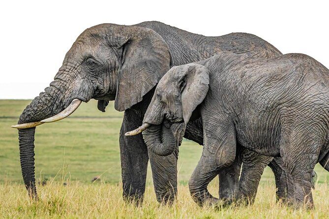 6 Days Group Multi Day Tour Masai Mara Lake Nakuru and Amboseli - Key Points