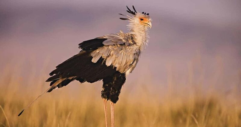 6 Days, Group Safari to Masai Mara, Lake Nakuru and Amboseli - Key Points
