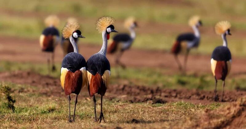 6 Days, Group Safari to Masai Mara, Lake Nakuru and Amboseli - Introducing the Safari Experience
