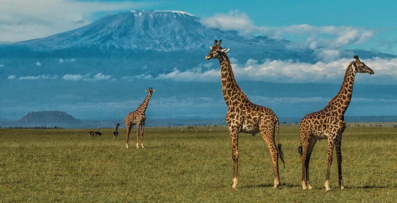 6 Days, Group Safari to Masai Mara, Lake Nakuru and Amboseli - Transitioning to Lake Nakuru