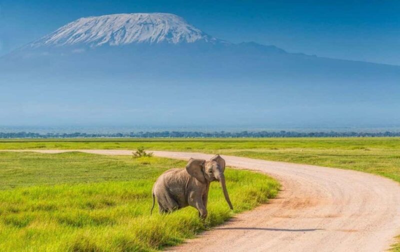 6 Days, Group Safari to Masai Mara, Lake Nakuru and Amboseli - Moving on to Amboseli for Close Elephant Encounters