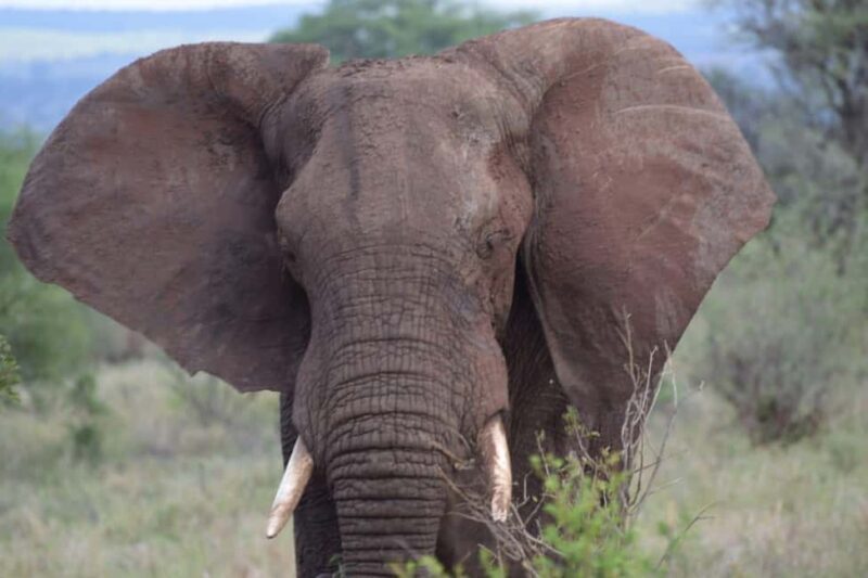 6 Days, Group Safari to Masai Mara, Lake Nakuru and Amboseli - What Makes This Tour Worth Considering?