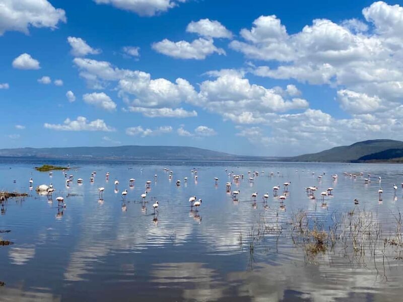 6 Days, Group Safari to Masai Mara, Lake Nakuru and Amboseli - Who Is This Safari Best For?