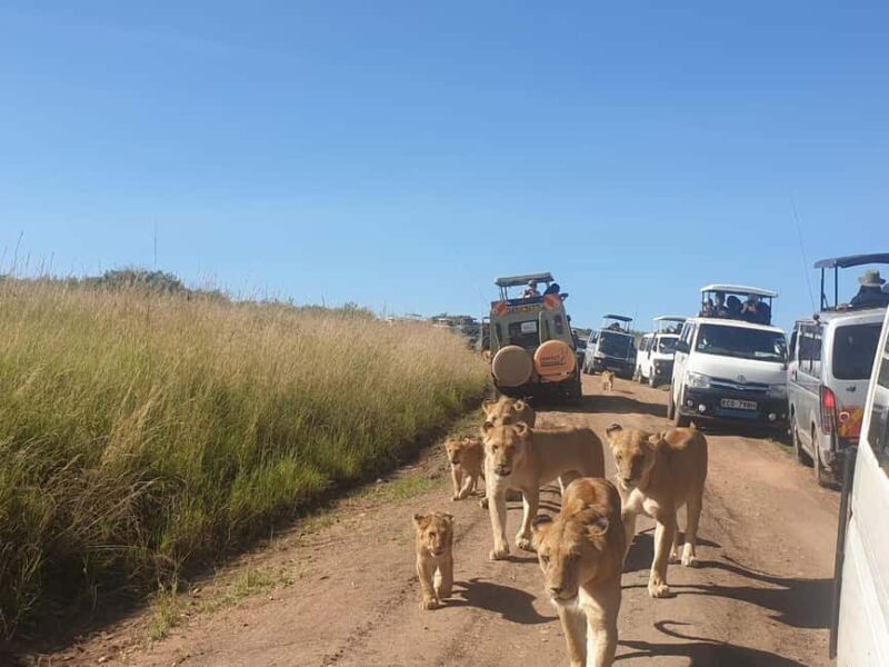 6 Days, Group Safari to Masai Mara, Lake Nakuru and Amboseli - FAQ