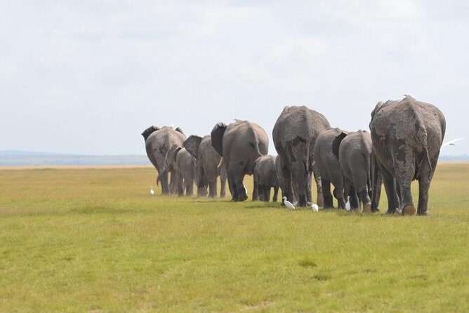 6 Days in Masai Mara- Lake Nakuru- Amboseli - From the Great Rift Valley to the Maasai Mara: A Closer Look at the Itinerary