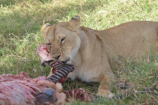 6 Days in Masai Mara- Lake Nakuru- Amboseli - Who Should Consider This Safari?