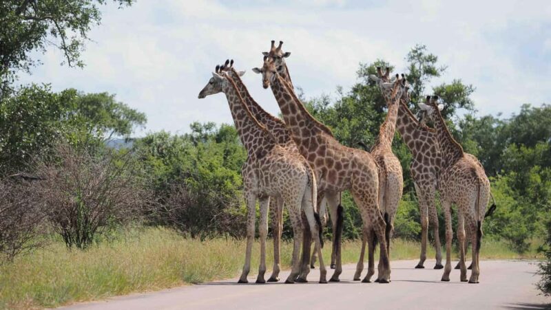 6 Days Johannesburg and Kruger National Park Tour - Practical Details: What to Expect