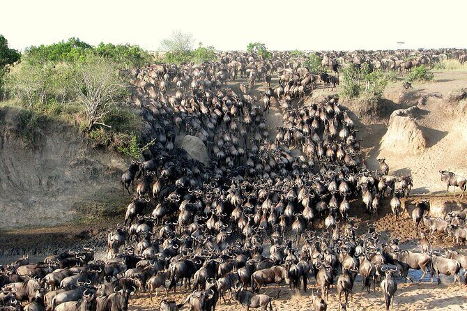 6 Days Kenya Budget Group Safari - Authentic Traveler Insights