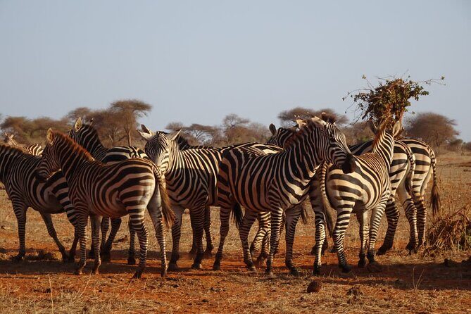 6 Days Kenya Masai Mara,Lake Nakuru & Amboseli Wildlife Safari - Exploring the Itinerary in Detail