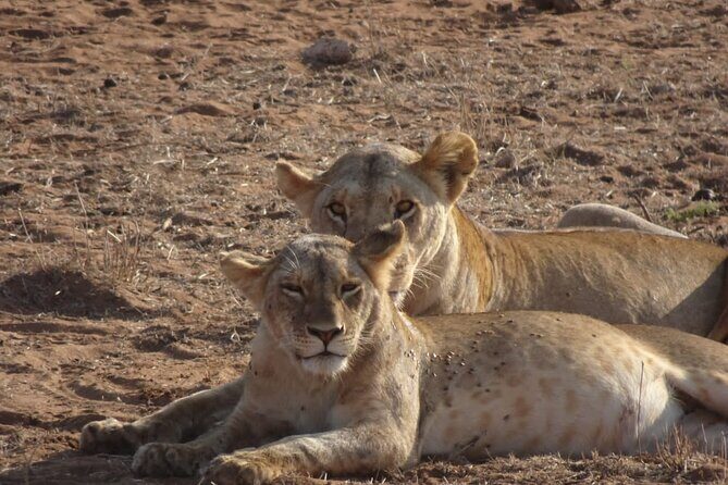 6 Days Kenya Masai Mara,Lake Nakuru & Amboseli Wildlife Safari - The Sum Up