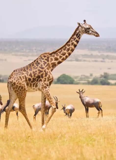 6 Days Lake and Bush Safari - Lake Naivasha and Masai Mara - Introduction: What You Can Expect from This Kenya Safari