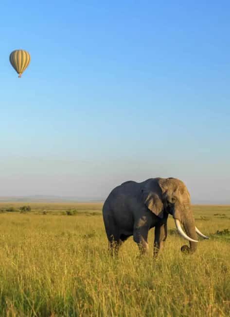 6 Days Lake and Bush Safari - Lake Naivasha and Masai Mara - What’s Included and What to Consider