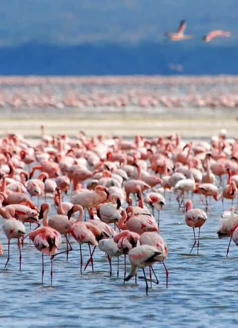 6 Days Lake and Bush Safari - Lake Naivasha and Masai Mara - Wildlife & Landscape: What You’ll See