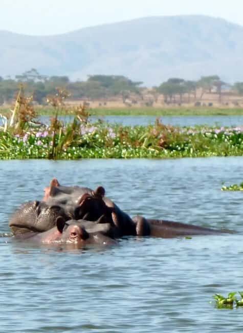 6 Days Lake and Bush Safari - Lake Naivasha and Masai Mara - Practical Tips for Travelers