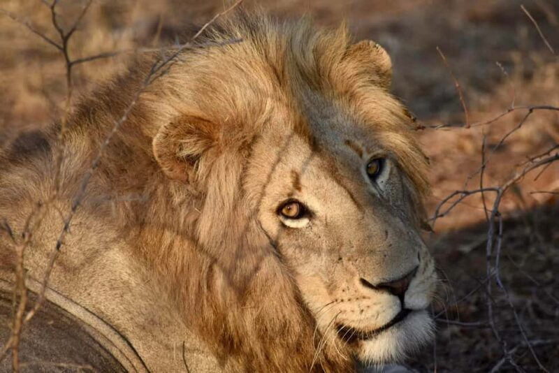 6 Days Lake Nakuru-Bogoria - Naivasha & Masai Mara Safari. - Exploring Kenya’s Iconic Lakes and Game Reserves