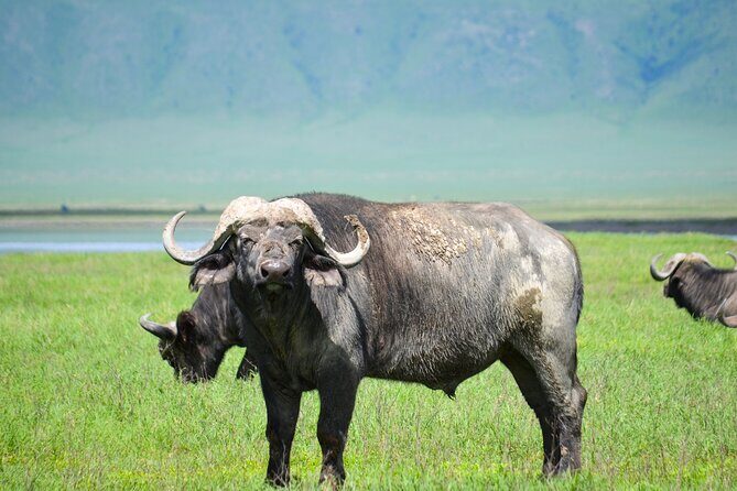 6 Days lodge &camping tour Serengeti ,Tarangire ,Ngorongoro Crater and Manyara - Why Travelers Love This Tour