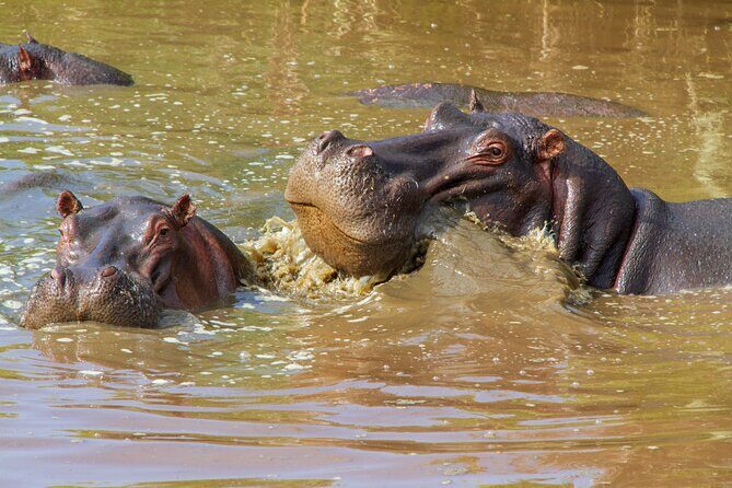6 Days Lodge & Tented Camp Luxury - The Serengeti Trail & Tarangire - First Impressions: What We Love About This Safari