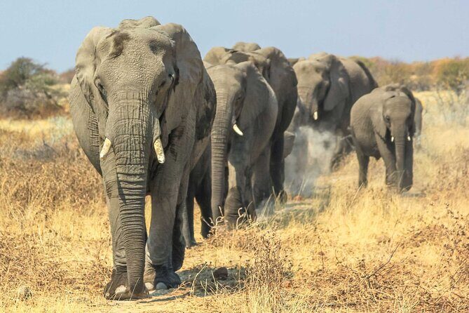 6 Days Lodge & Tented Camp Luxury - The Serengeti Trail & Tarangire - Cultural Encounters and Unique Experiences