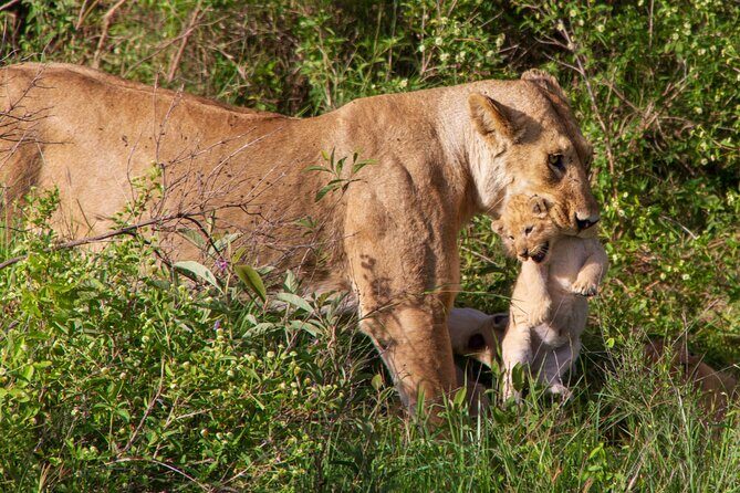 6 Days Lodge & Tented Camp Luxury - The Serengeti Trail & Tarangire - Pricing and Value: Does It Stack Up?