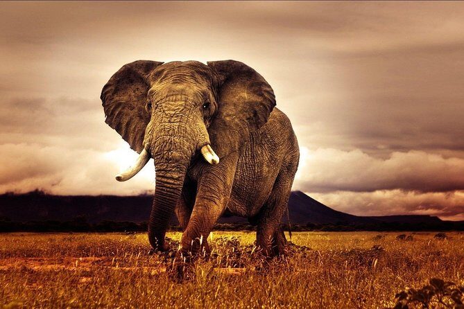 6 Days Luxury Migration Safari-Northern Tanzania - FAQ