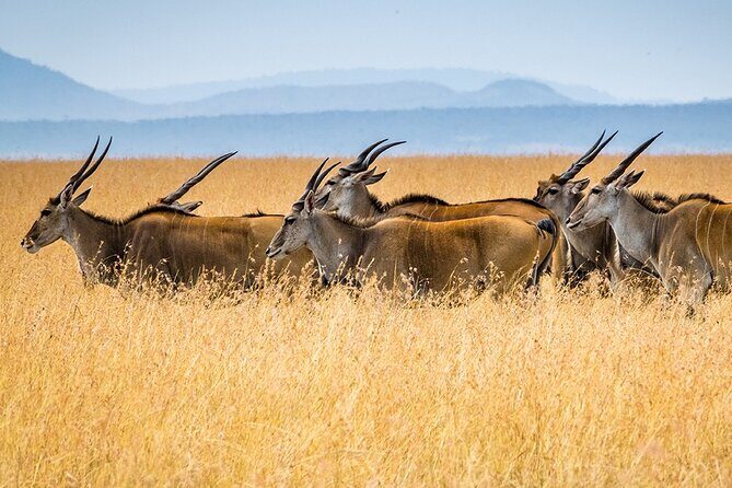 6 Days Luxury Migration Safari-Northern Tanzania - Final Words