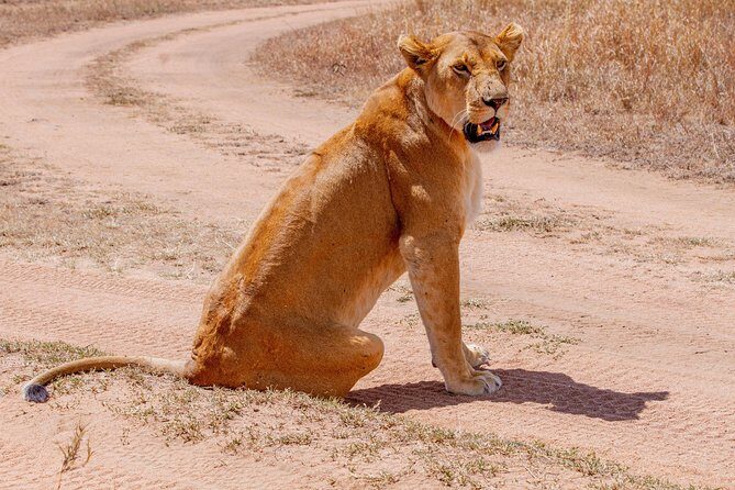 6 Days Luxury Northern Circuit Safari - A Glimpse of Tanzania Adventure - Exploring the Itinerary: What to Expect Each Day