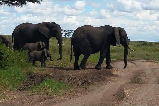 6 Days Mara River Crossing - The Great Migration - Introduction