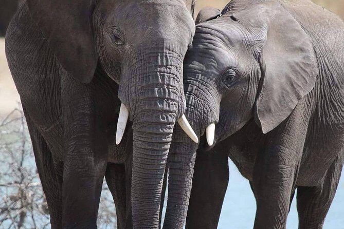 6 Days Mara River Crossing - The Great Migration - What Reviewers Love Most