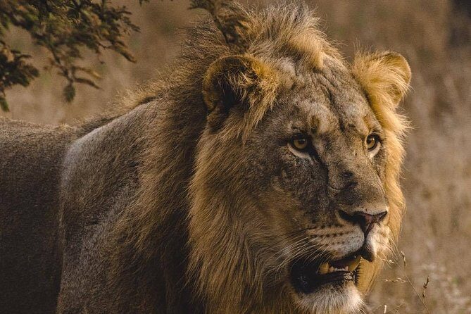 6 Days Masai Mara, Lake Nakuru & Amboseli-Ultimate Kenyan Safari - FAQ