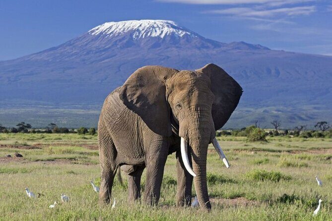 6 Days Masai Mara, Lake Nakuru and Amboseli Budget Group Safari - Final Thoughts