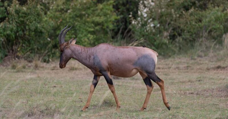6 Days Masai Mara - Lake Nakuru & Samburu Safari. - Key Points