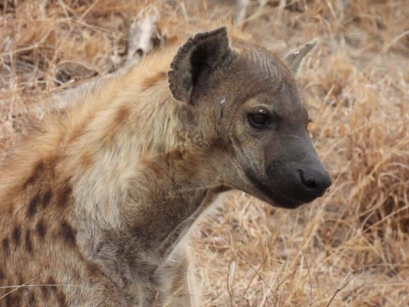 6 Days Masai Mara - Lake Nakuru & Samburu Safari. - An In-Depth Look at the 6-Day Kenya Safari