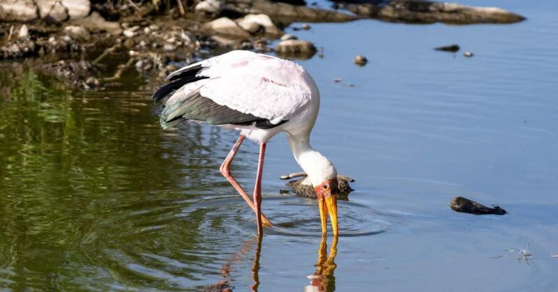 6 Days Masai Mara - Lake Nakuru & Samburu Safari. - FAQs