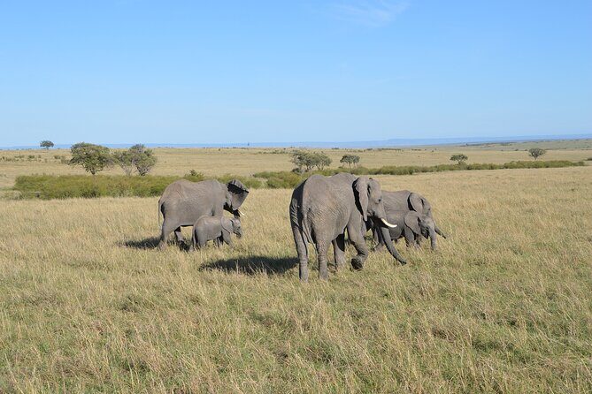 6-Days Masai Mara, Nakuru & Amboseli Group Safari on Landcruiser - Who Will Love This Safari?