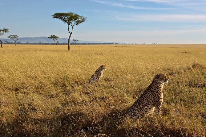 6-Days Masai Mara, Nakuru & Amboseli Group Safari on Landcruiser - Final Thoughts