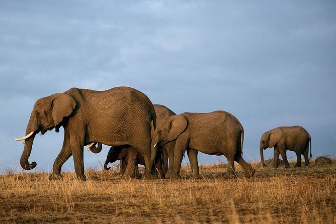 6 Days Masai Mara-Nakuru-Amboseli - Lodge Safari-Private 4X4 JEEP - FAQ