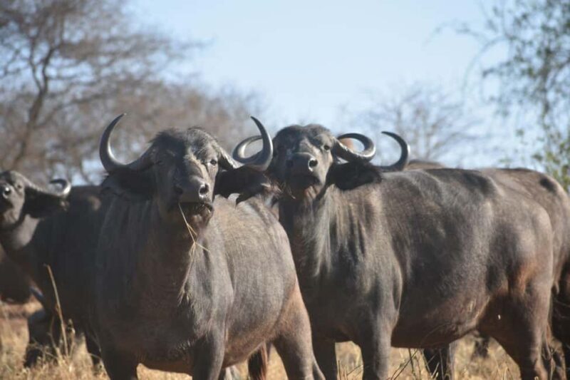 6 Days Mid-Range Best of Tanzania & Culture - The Sum Up
