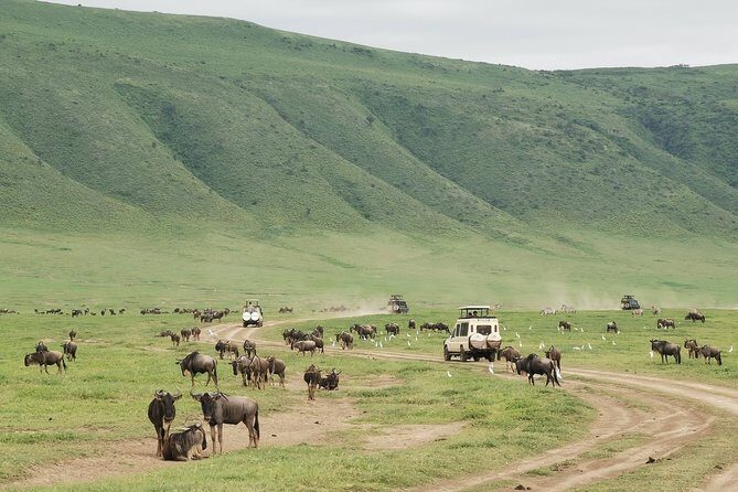 6 Days Mid - Range Lodge Safari To Lake Manyara Serengeti Ngorongoro & Tarangire - An In-Depth Look at the 6-Day Tanzania Safari Experience