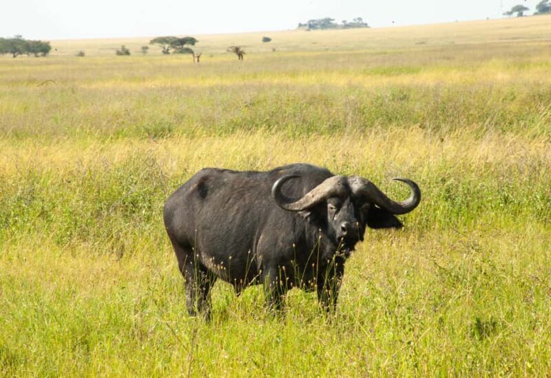 6 - Days Northern Serengeti Wildebeest Migration safari - An In-Depth Look at the 6-Day Serengeti Migration Safari