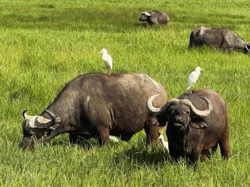 6 - Days Northern Serengeti Wildebeest Migration safari - Practical Details and Considerations