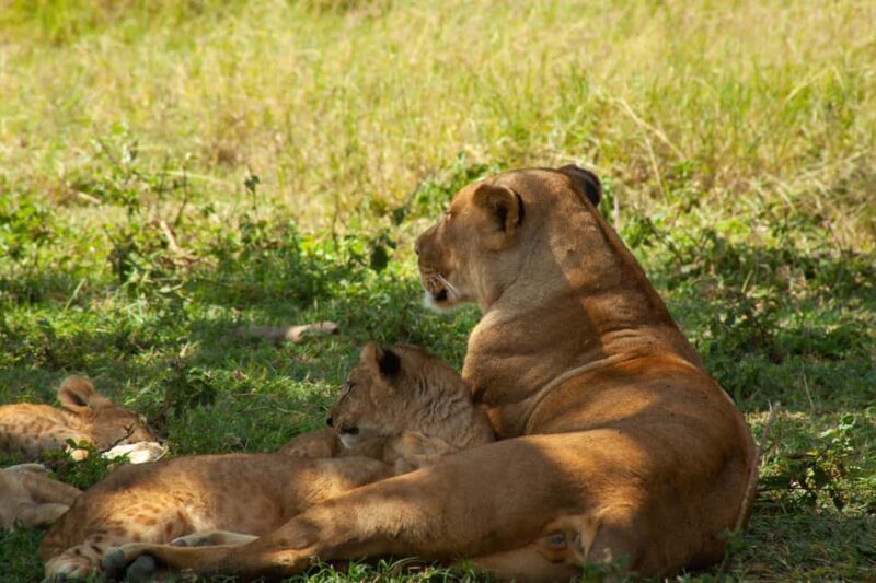 6 - Days Northern Serengeti Wildebeest Migration safari - FAQ