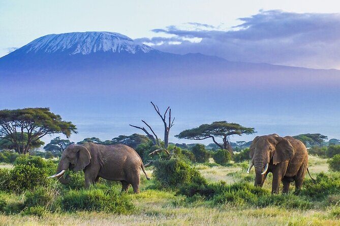 6-Days of Elephants, Wildebeest and Big 5: Kenyas Classic Safari - Key Points