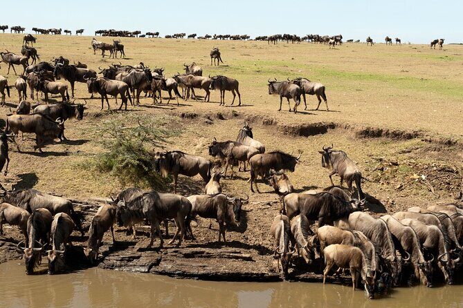 6-Days of Elephants, Wildebeest and Big 5: Kenyas Classic Safari - Exploring the Itinerary in Detail