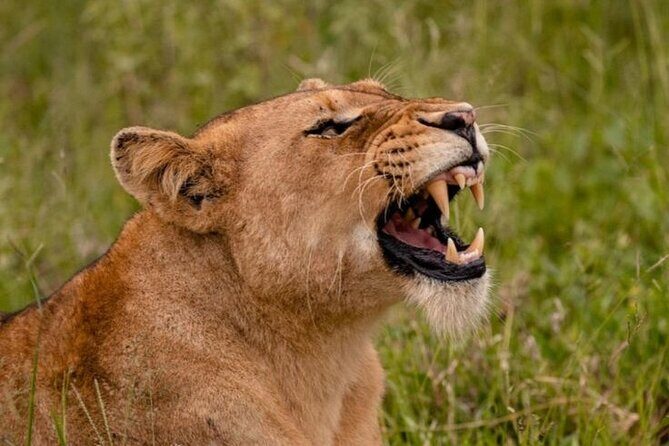 6-Days of Elephants, Wildebeest and Big 5: Kenyas Classic Safari - Frequently Asked Questions (FAQs)