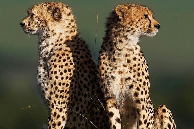 6-Days of Elephants, Wildebeest and Big 5: Kenyas Classic Safari - Final Words