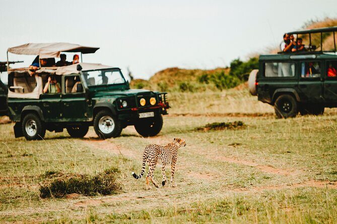 6 Days of Kenyan Wonders: Amboseli, Lake Nakuru, and Masai Mara - Key Points